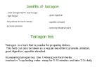 Benifits and uses tarragon for tea