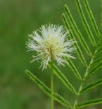 Desmanthus illinoensis flowers