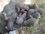 Baby Grey Squirrel rescue