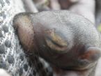 Baby Grey Squirrel rescue  Closeup