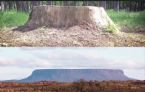 Flat Earth Stump Now and Then