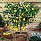 lemon tree