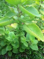 oregano in Singapore