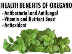 Benefits of oregano