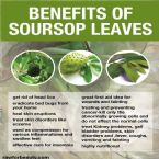 Benefits of soursop leaves