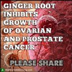 Ginger root