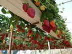 Growing Strawberries