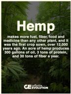 Miracle Plant Hemp