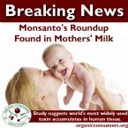 Monsantos roundup found in mothers milk