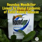 Roundup and kidney disease