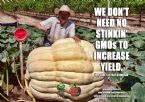 We dont need no GMOs to increase yield