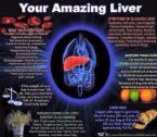 Your Amazing Liver