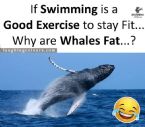 Why are whales fat