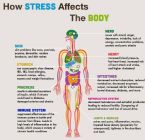 how stress affects body