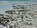 red tide main oct 20 1476973217 6185