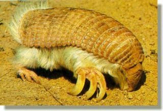 //www.curezone.org/upload/Video/Pink_Fairy_Armadillo.bmp