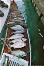 Fishing On Grand Canary, Canary Islands, January 2005