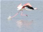 Flamingo flying 0