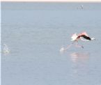 Flamingo flying 1