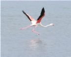 Flamingo flying 2