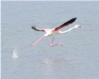 Flamingo flying 3