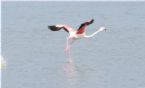 Flamingo flying 4