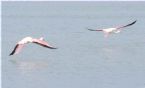 Flamingos flying 0