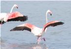 Flamingos flying 00