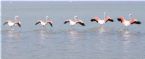 Flamingos flying 02