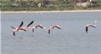 Flamingos flying 2