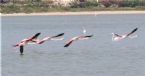 Flamingos flying 3