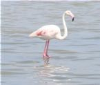 Red Flamingo