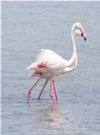 Red Flamingo