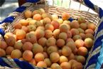 Food Market, Costa Rey, Sardinia