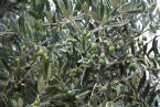 olive leaf and fruit 0607