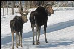 Moose on move