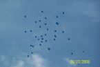 Balloons over Dixie