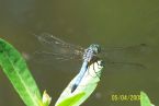 Blue tail Dregonfly