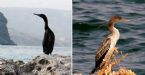 Socotra Water Birds