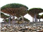 Socotra trees