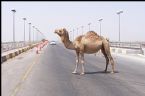 Camel on Bridge