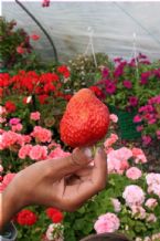 Strawberry in Andres hand