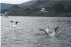 B Municipality in Vesterlen, Nordland, Northern Norway