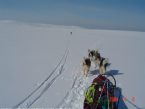 Dog Sledging, Valdres, Norway