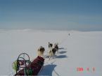 Dog Sledging, Valdres, Norway