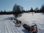 Dog Sledging, Valdres, Norway