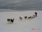 Dog Sledging, Valdres, Norway