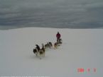 Dog Sledging, Valdres, Norway