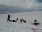 Dog Sledging, Valdres, Norway