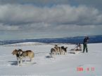 Dog Sledging, Valdres, Norway